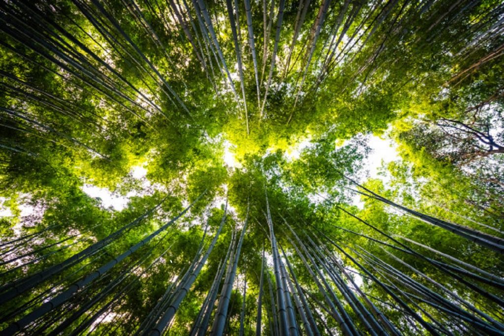 hermoso-paisaje-arboleda-bambu-bosque-arashiyama-kyoto_74190-2264